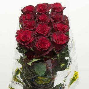 ROSE RED PARIS 50